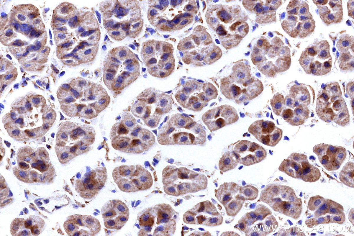 Immunohistochemical analysis of paraffin-embedded mouse stomach tissue slide using KHC3153 (NDUFB4 IHC Kit).