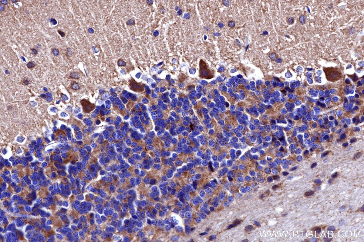 Immunohistochemical analysis of paraffin-embedded rat cerebellum tissue slide using KHC3153 (NDUFB4 IHC Kit).