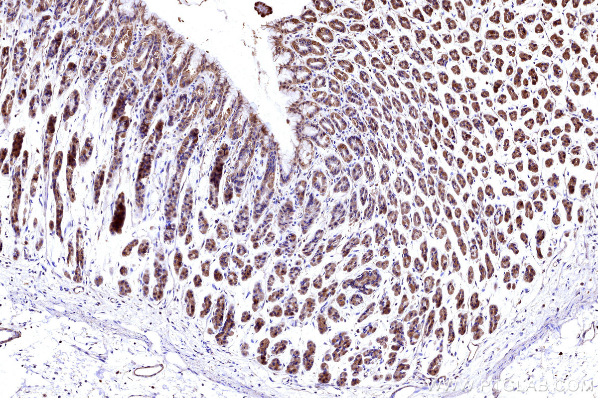 Immunohistochemical analysis of paraffin-embedded rat stomach tissue slide using KHC3153 (NDUFB4 IHC Kit).