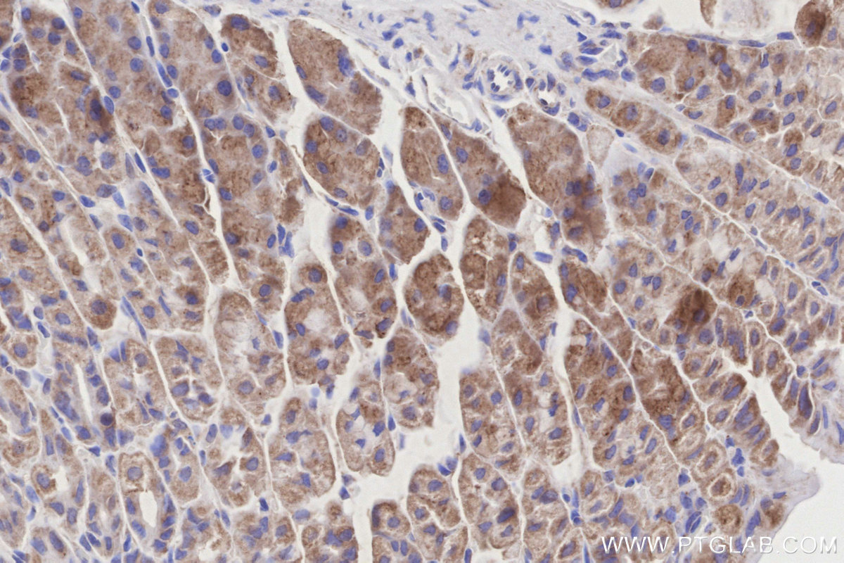 Immunohistochemical analysis of paraffin-embedded mouse stomach tissue slide using KHC3193 (NDUFB7 IHC Kit).