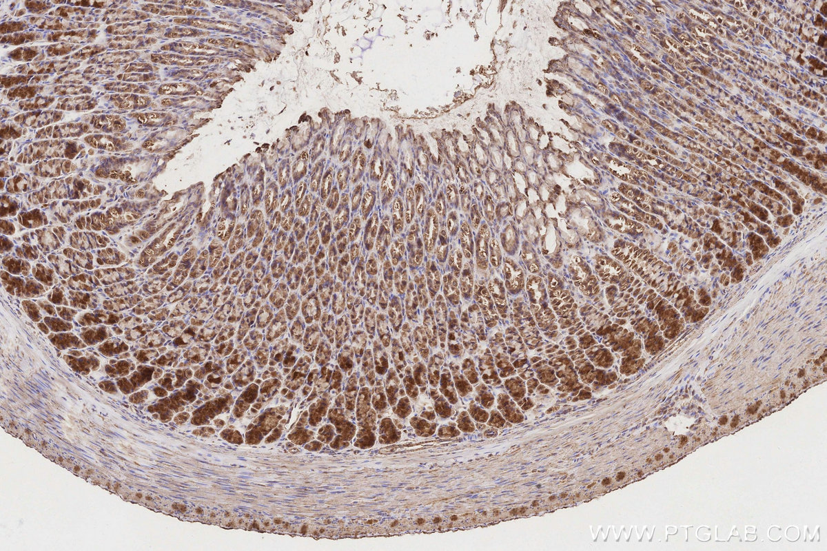 Immunohistochemical analysis of paraffin-embedded rat stomach tissue slide using KHC3149 (NDUFS2 IHC Kit).
