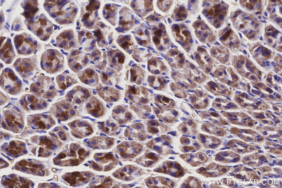 Immunohistochemical analysis of paraffin-embedded mouse stomach tissue slide using KHC3150 (NDUFS6 IHC Kit).
