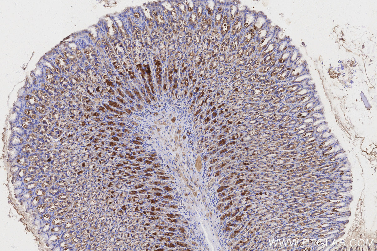 Immunohistochemical analysis of paraffin-embedded rat stomach tissue slide using KHC3150 (NDUFS6 IHC Kit).