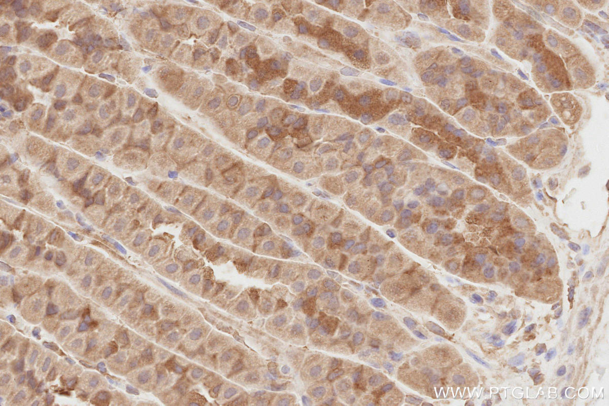 Immunohistochemical analysis of paraffin-embedded mouse stomach tissue slide using KHC2815 (NEDD4L IHC Kit).