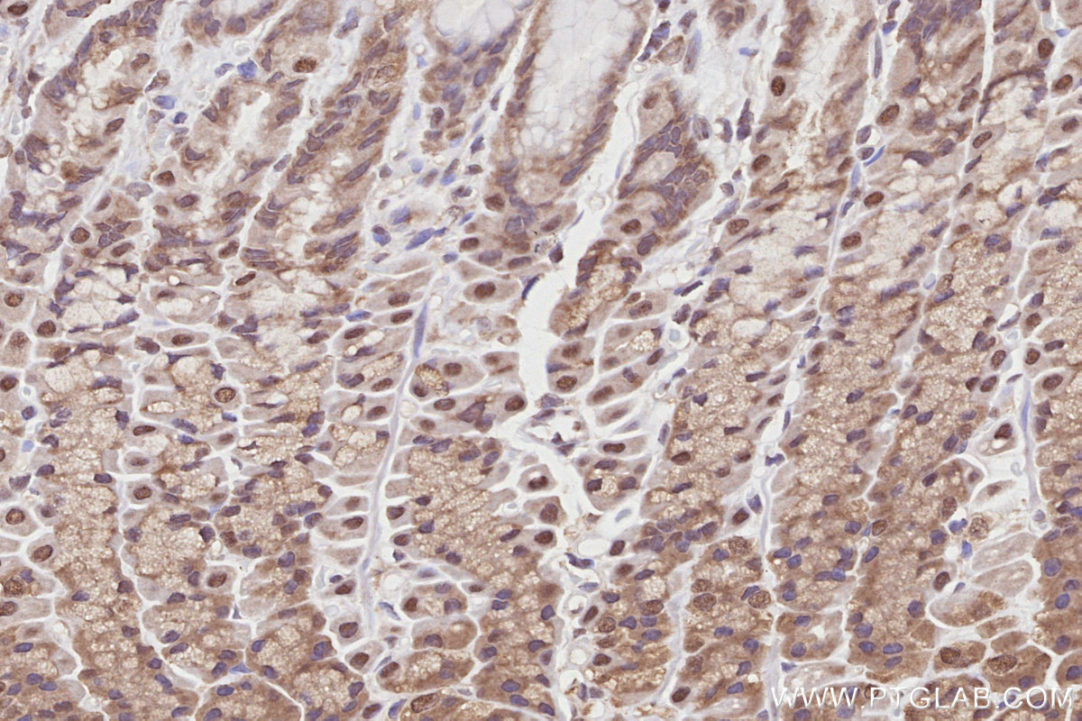 Immunohistochemical analysis of paraffin-embedded rat stomach tissue slide using KHC2817 (NEK1 IHC Kit).