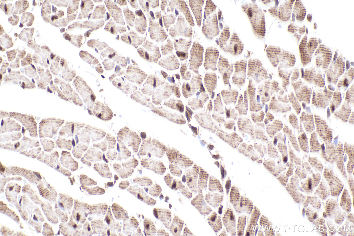 Immunohistochemical analysis of paraffin-embedded rat heart tissue slide using KHC2308 (NEK4 IHC Kit).