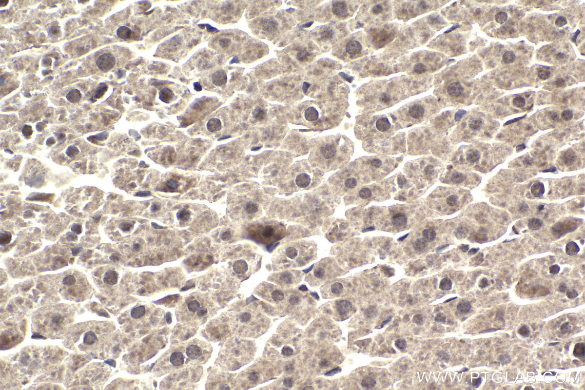 Immunohistochemical analysis of paraffin-embedded rat liver tissue slide using KHC1945 (NEK6 IHC Kit).