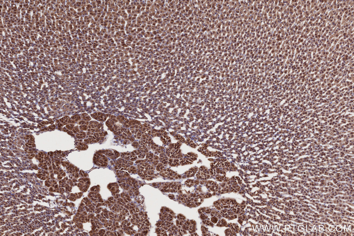Immunohistochemical analysis of paraffin-embedded rat adrenal gland tissue slide using KHC2716 (NEK9 IHC Kit).