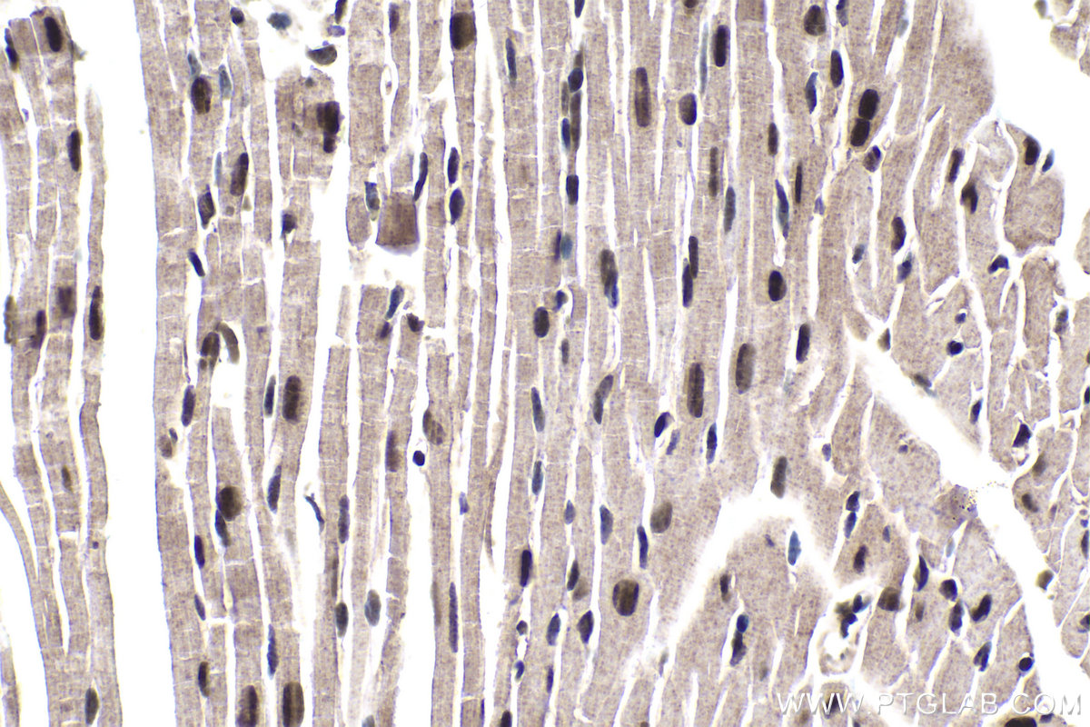 Immunohistochemical analysis of paraffin-embedded mouse heart tissue slide using KHC1845 (NELFB IHC Kit).