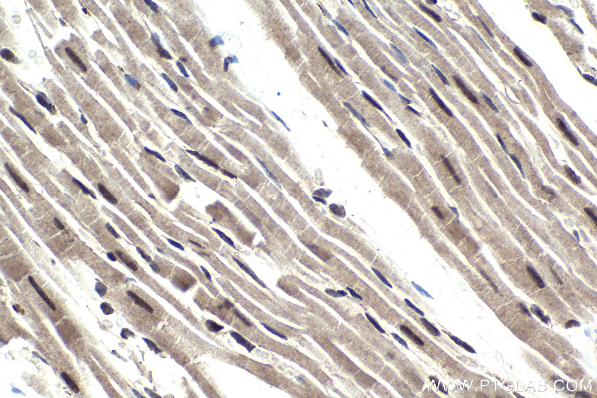 Immunohistochemical analysis of paraffin-embedded rat heart tissue slide using KHC1845 (NELFB IHC Kit).