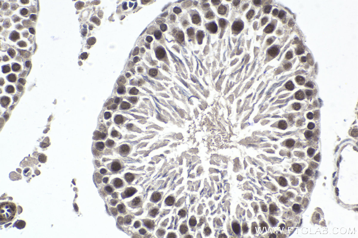 Immunohistochemical analysis of paraffin-embedded rat testis tissue slide using KHC1820 (NELFCD/TH1L IHC Kit).