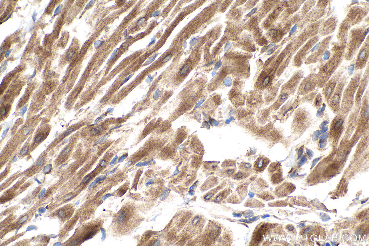 Immunohistochemical analysis of paraffin-embedded rat heart tissue slide using KHC0897 (NENF IHC Kit).