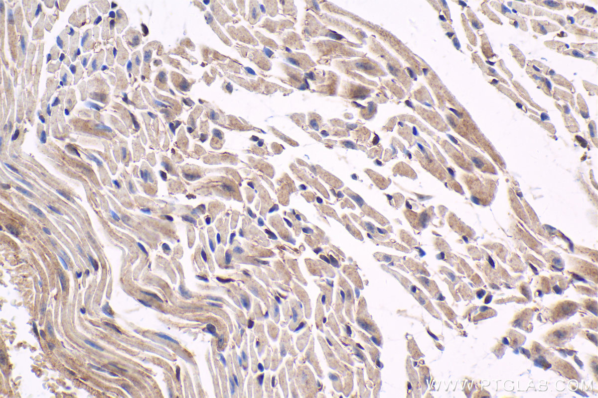 Immunohistochemical analysis of paraffin-embedded mouse heart tissue slide using KHC1582 (NF2 IHC Kit).