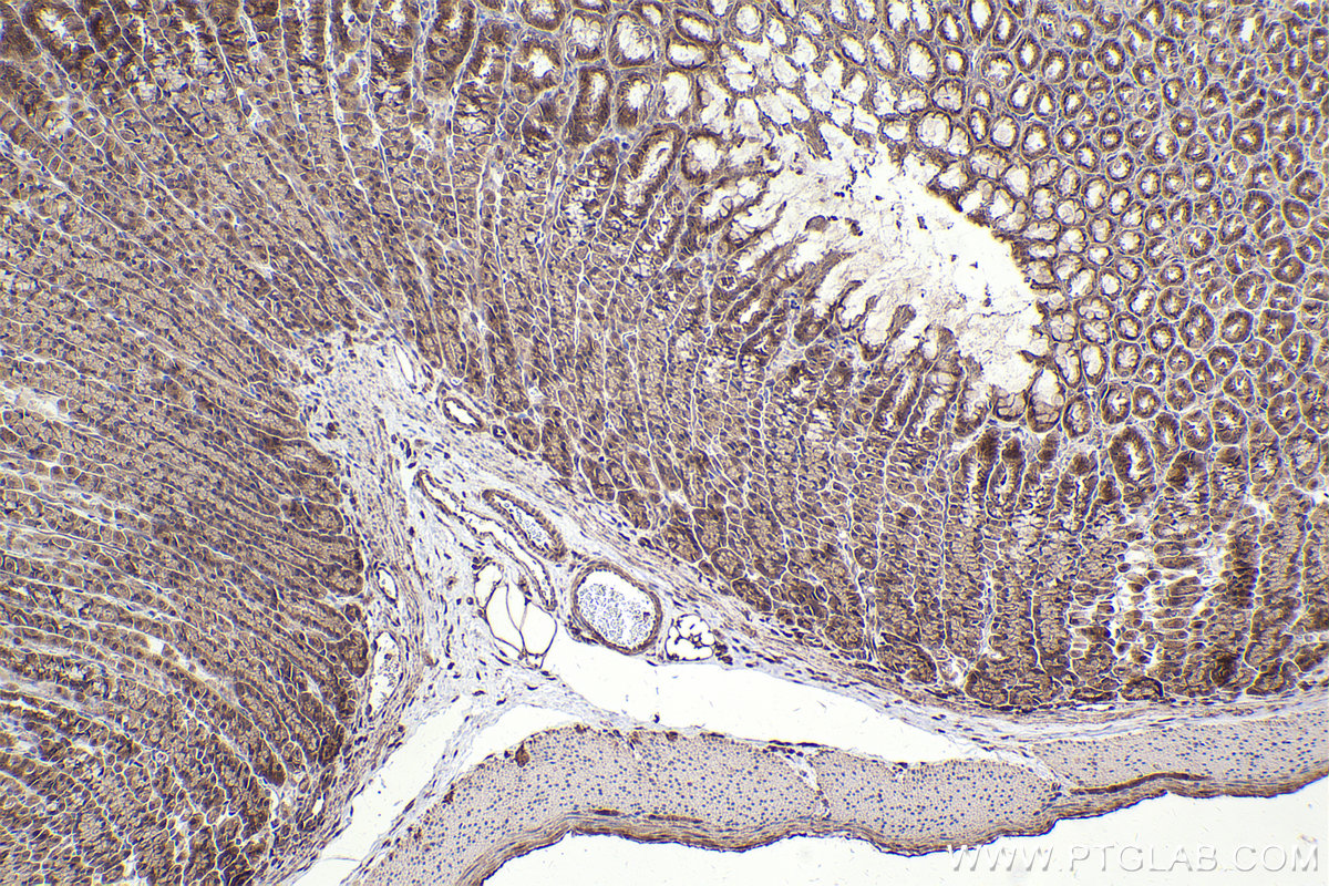 Immunohistochemical analysis of paraffin-embedded rat stomach tissue slide using KHC2502 (NFE2L2/NRF2 IHC Kit).