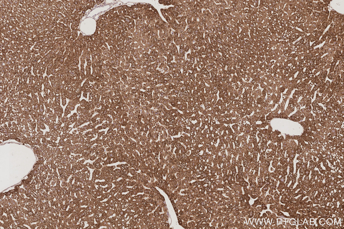 Immunohistochemical analysis of paraffin-embedded mouse liver tissue slide using KHC3085 (NFS1 IHC Kit). Immunohistochemical analysis of paraffin-embedded mouse liver tissue slide using KHC3085 (NFS1 IHC Kit).