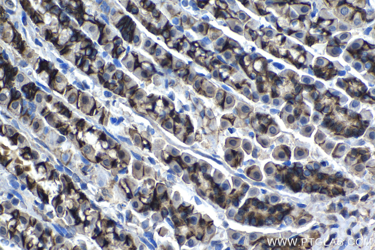 Immunohistochemical analysis of paraffin-embedded rat stomach tissue slide using KHC1288 (NHE1/SLC9A1 IHC Kit).