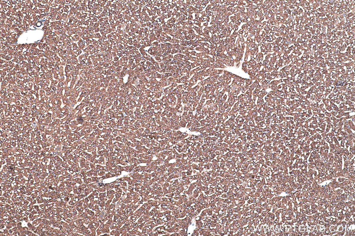 Immunohistochemical analysis of paraffin-embedded mouse liver tissue slide using KHC0442 (NME1 IHC Kit).