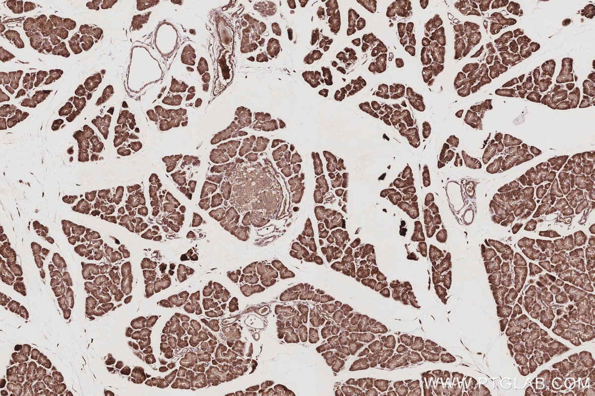 Immunohistochemical analysis of paraffin-embedded rat pancreas tissue slide using KHC3059 (NOSIP IHC Kit). Immunohistochemical analysis of paraffin-embedded rat pancreas tissue slide using KHC3059 (NOSIP IHC Kit).