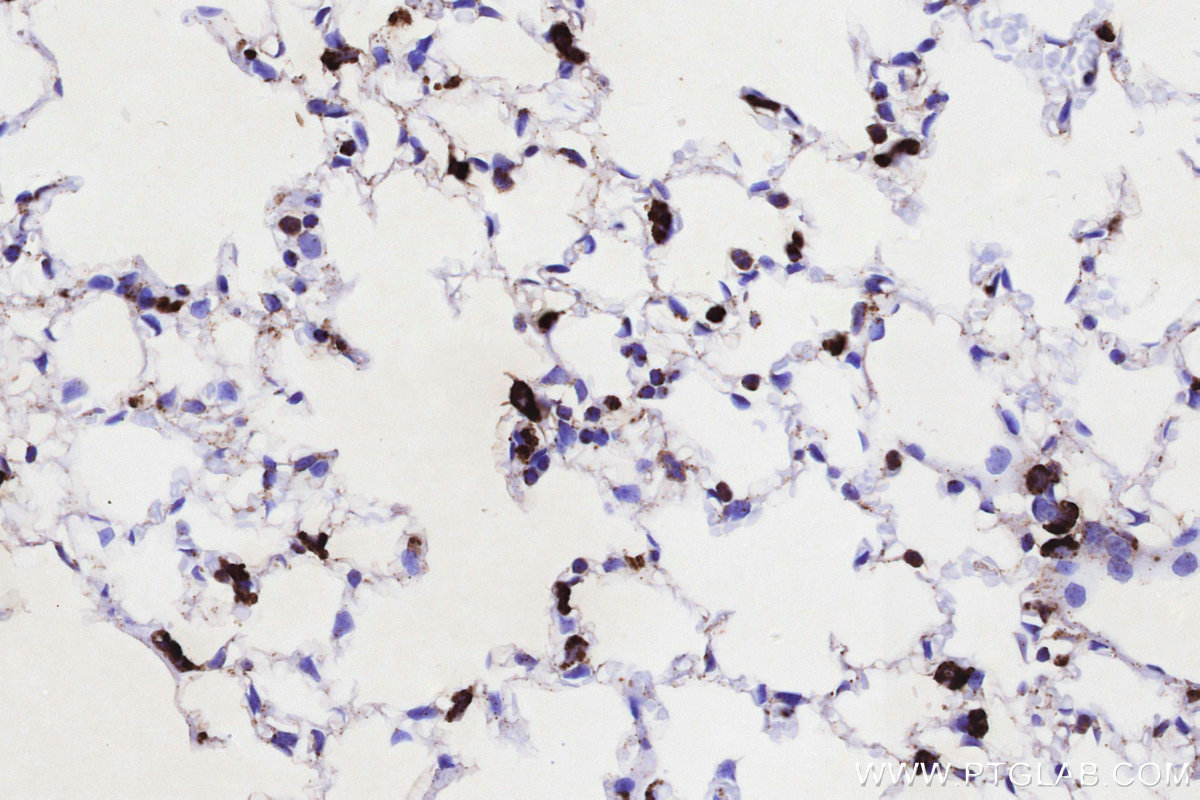 Immunohistochemical analysis of paraffin-embedded mouse lung tissue slide using KHC3237 (NPC2 IHC Kit).