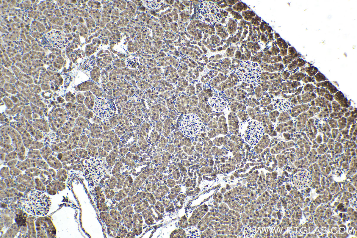 Immunohistochemical analysis of paraffin-embedded rat kidney tissue slide using KHC1702 (NR1H3 IHC Kit).