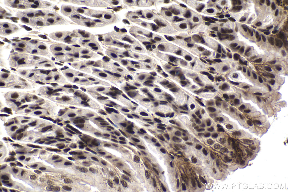 Immunohistochemical analysis of paraffin-embedded mouse stomach tissue slide using KHC1507 (NR3C1 IHC Kit).