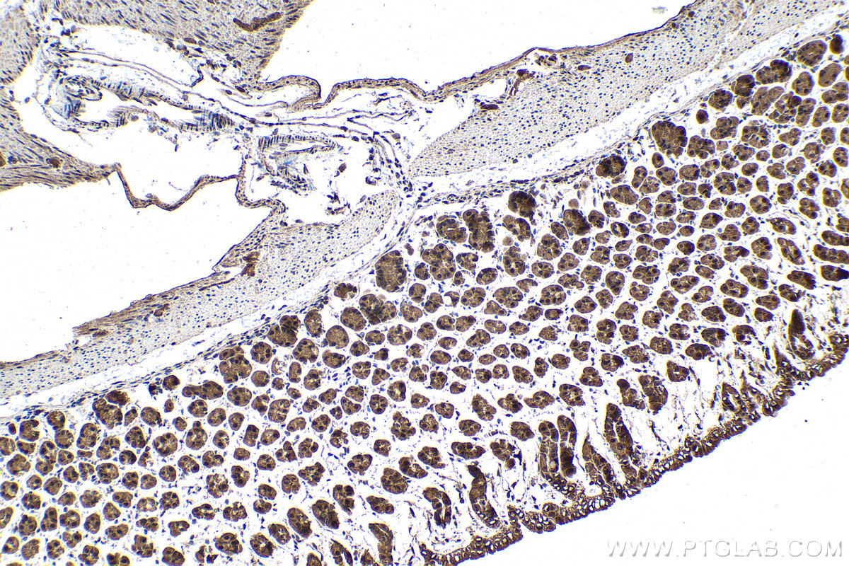 Immunohistochemical analysis of paraffin-embedded mouse stomach tissue slide using KHC1514 (NR3C2 IHC Kit).