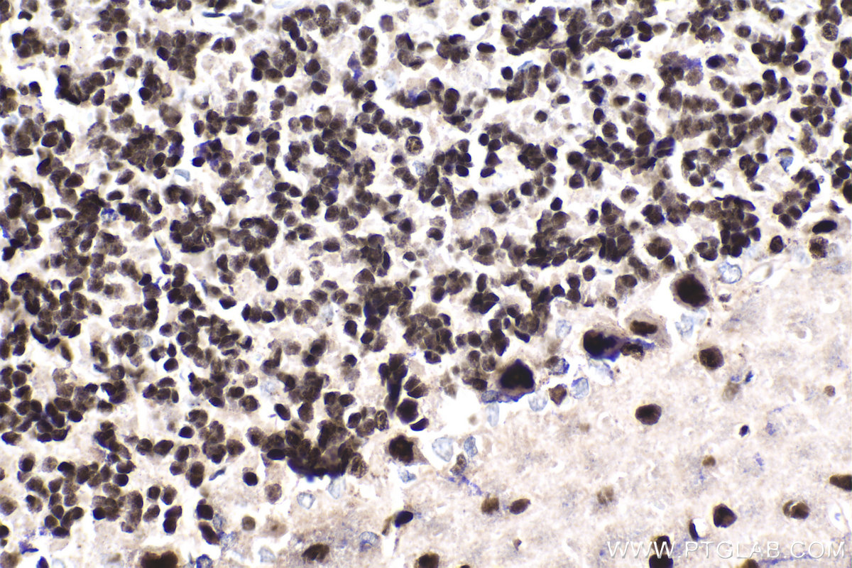 Immunohistochemical analysis of paraffin-embedded rat cerebellum tissue slide using KHC1927 (NUCKS1 IHC Kit).