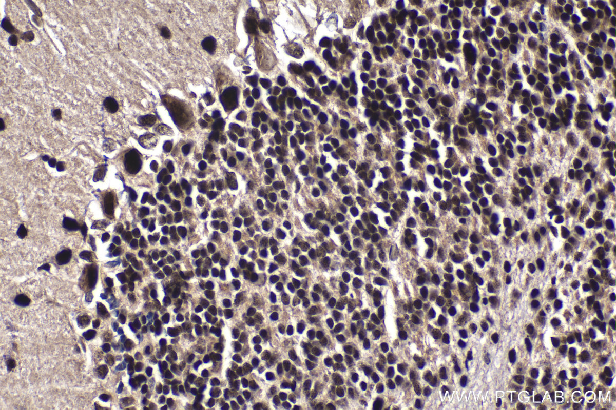 Immunohistochemical analysis of paraffin-embedded mouse cerebellum tissue slide using KHC1927 (NUCKS1 IHC Kit).