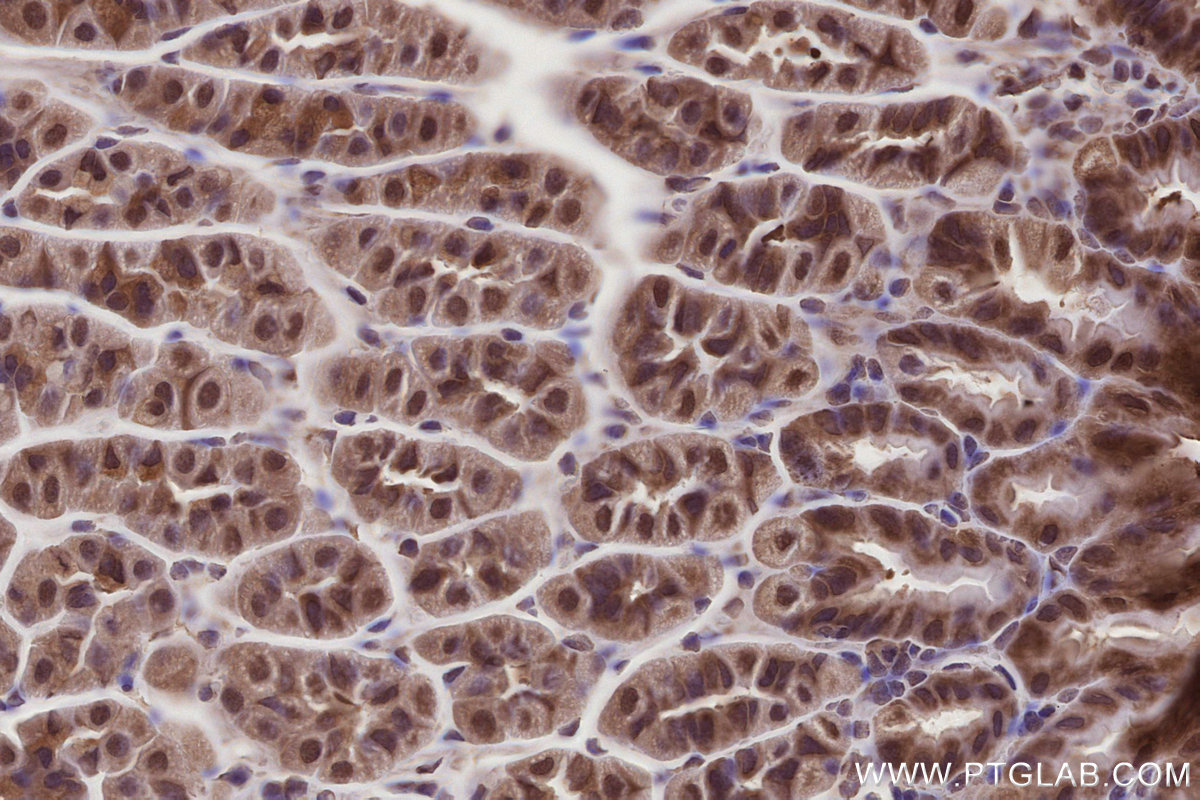 Immunohistochemical analysis of paraffin-embedded mouse stomach tissue slide using KHC2786 (NUDT16 IHC Kit).
