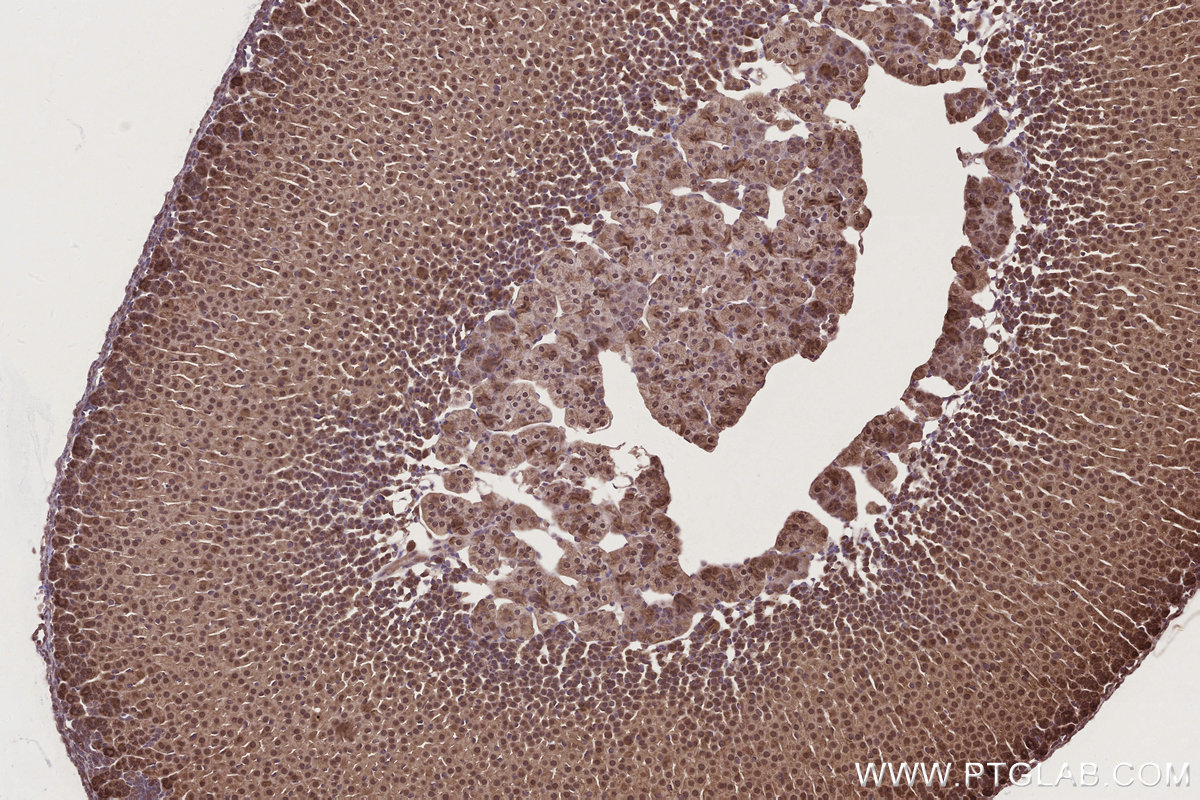 Immunohistochemical analysis of paraffin-embedded mouse adrenal gland tissue slide using KHC2786 (NUDT16 IHC Kit).