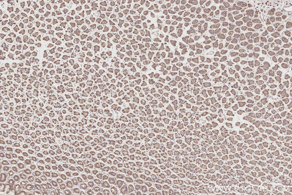 Immunohistochemical analysis of paraffin-embedded rat stomach tissue slide using KHC2833 (Neurabin 2 IHC Kit).