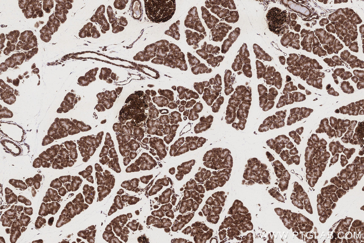 Immunohistochemical analysis of paraffin-embedded rat pancreas tissue slide using KHC3168 (OAT IHC Kit).