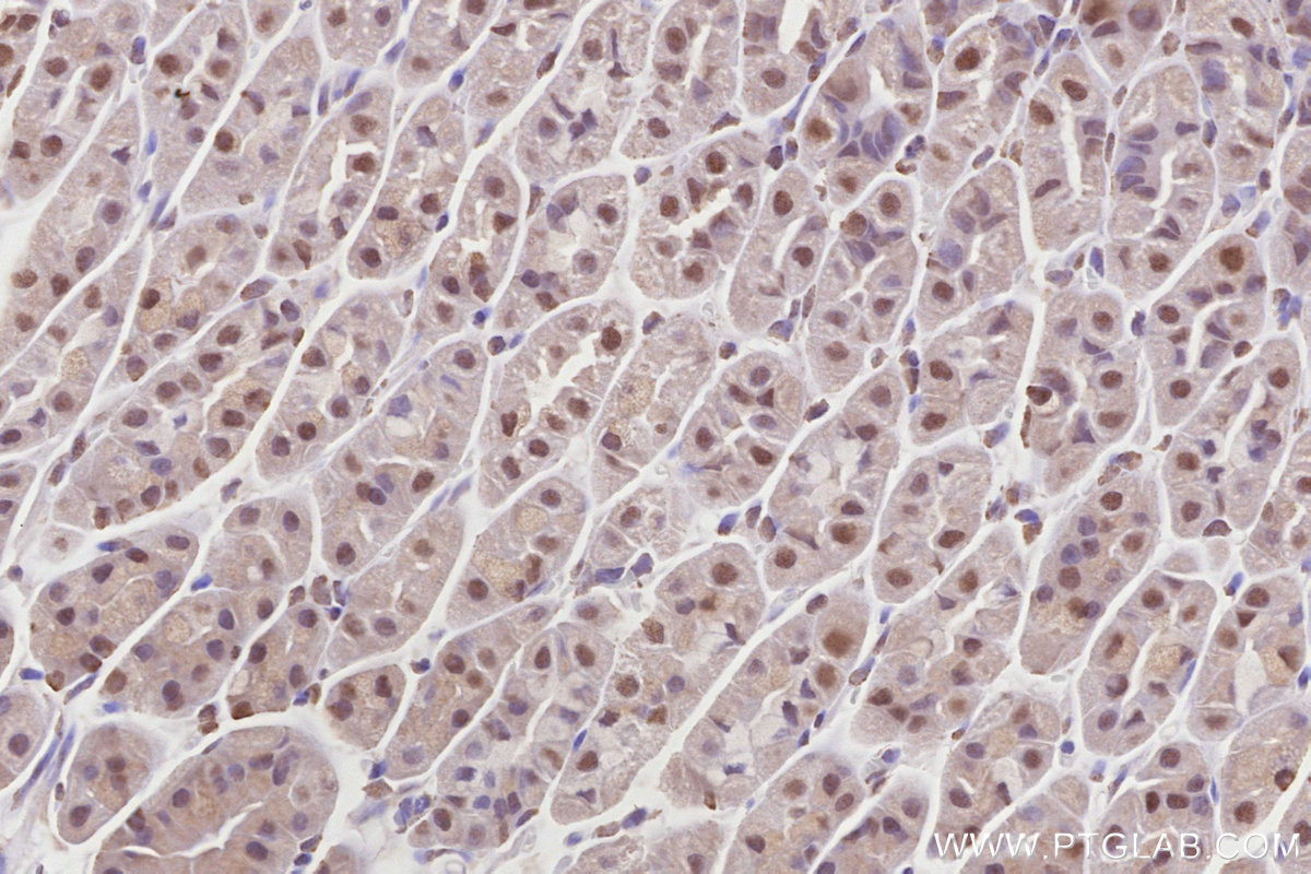 Immunohistochemical analysis of paraffin-embedded mouse stomach tissue slide using KHC2853 (OBFC2B IHC Kit).