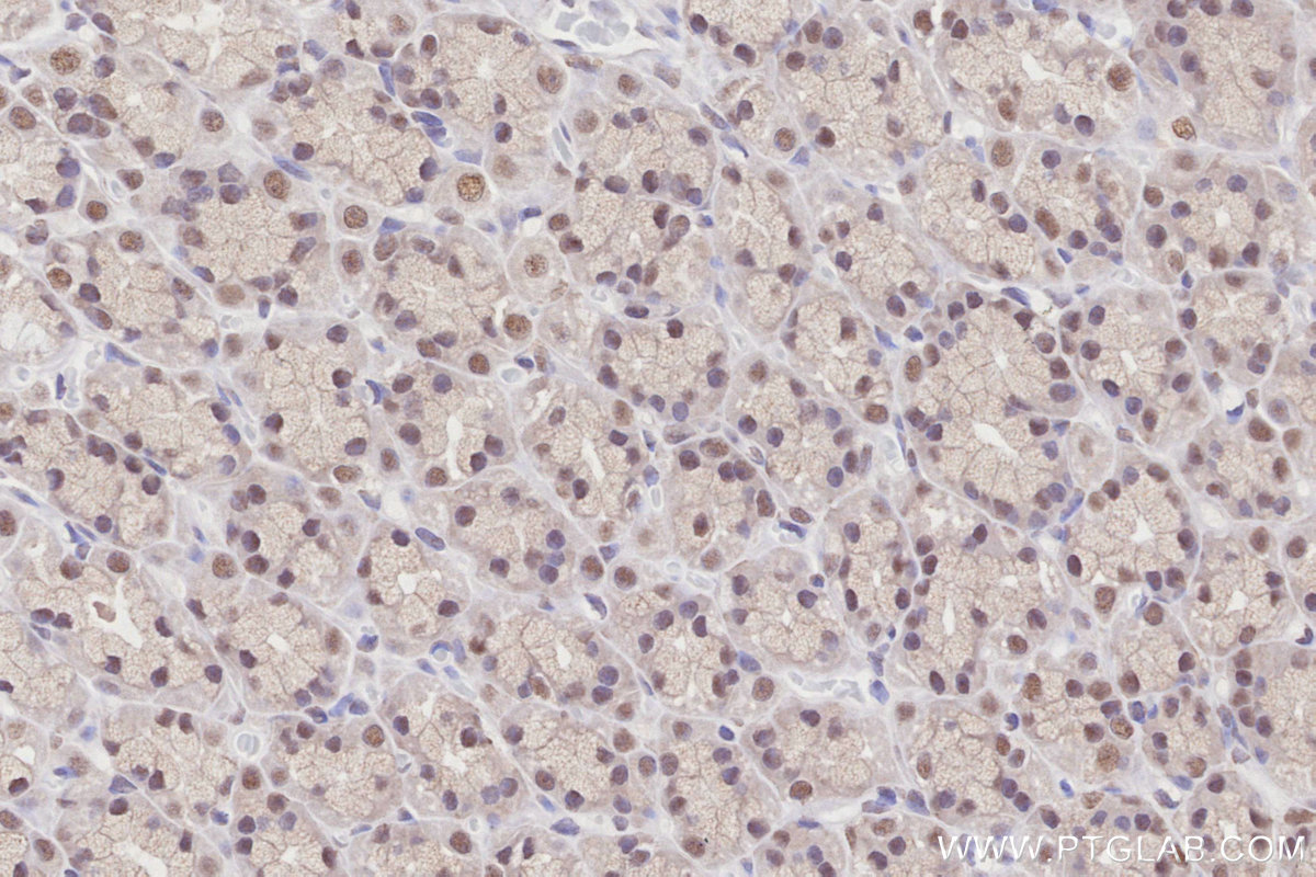Immunohistochemical analysis of paraffin-embedded rat stomach tissue slide using KHC2853 (OBFC2B IHC Kit).