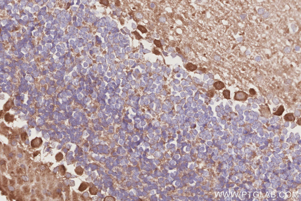 Immunohistochemical analysis of paraffin-embedded mouse cerebellum tissue slide using KHC2900 (OSBPL5 IHC Kit).