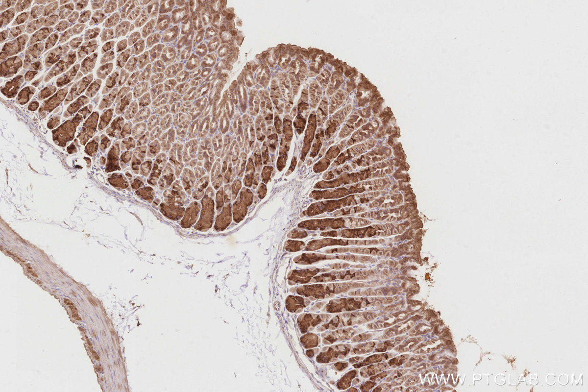 Immunohistochemical analysis of paraffin-embedded mouse stomach tissue slide using KHC2900 (OSBPL5 IHC Kit).