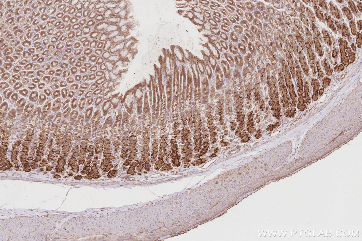 Immunohistochemical analysis of paraffin-embedded rat stomach tissue slide using KHC2900 (OSBPL5 IHC Kit).