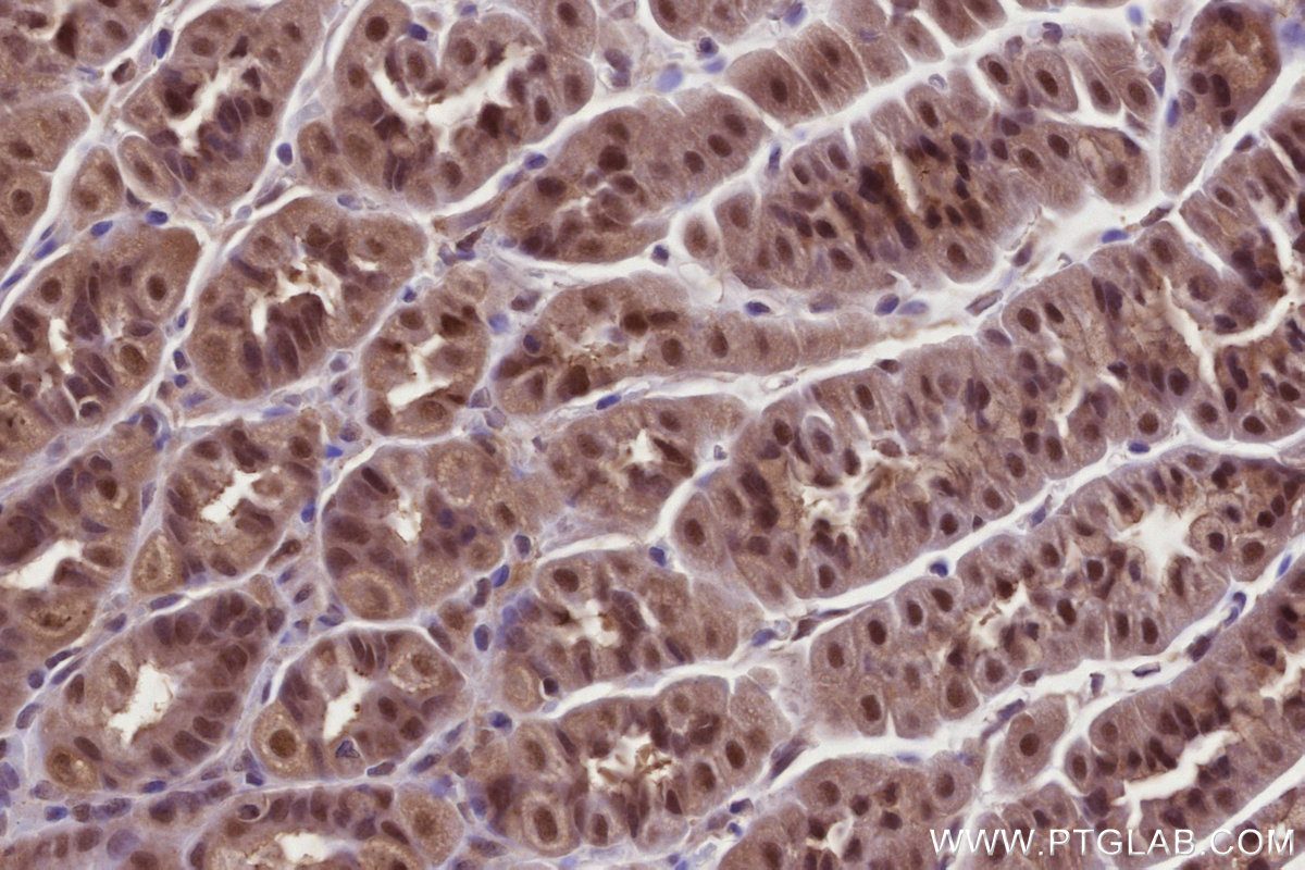 Immunohistochemical analysis of paraffin-embedded mouse stomach tissue slide using KHC2793 (OTUD5 IHC Kit).