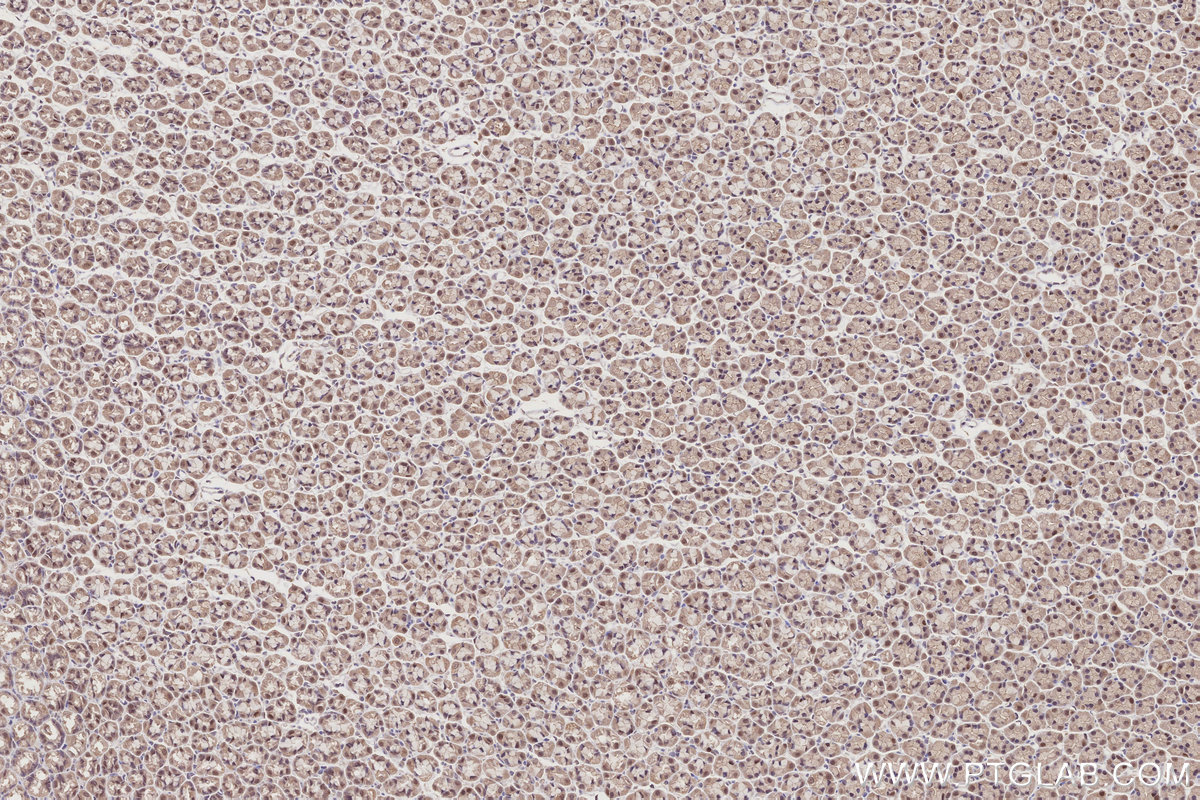 Immunohistochemical analysis of paraffin-embedded rat stomach tissue slide using KHC2793 (OTUD5 IHC Kit).