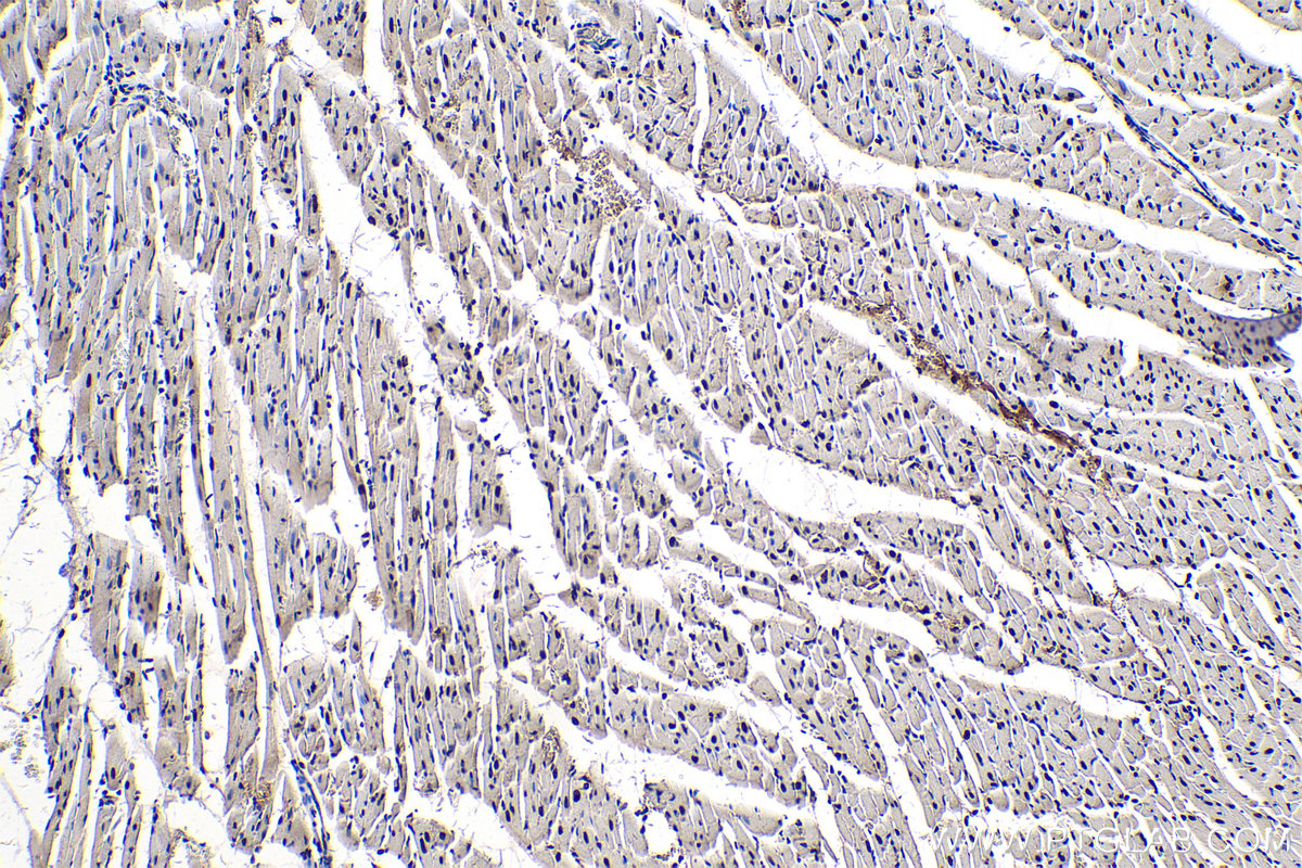 Immunohistochemical analysis of paraffin-embedded rat heart tissue slide using KHC0316 (PABPN1 IHC Kit).