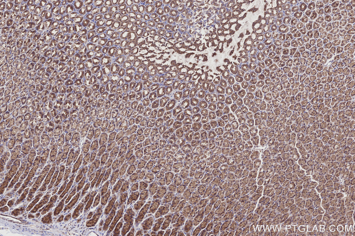 Immunohistochemical analysis of paraffin-embedded rat stomach tissue slide using KHC2726 (PARD3 IHC Kit).