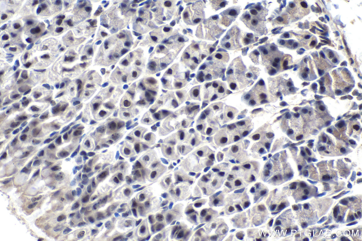 Immunohistochemical analysis of paraffin-embedded mouse stomach tissue slide using KHC1016 (PARN IHC Kit).