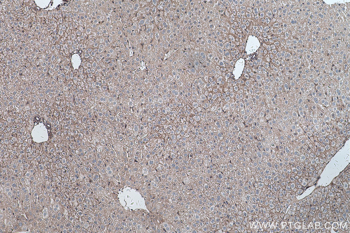 Immunohistochemical analysis of paraffin-embedded mouse liver tissue slide using KHC0258 (PCDH24 IHC Kit).