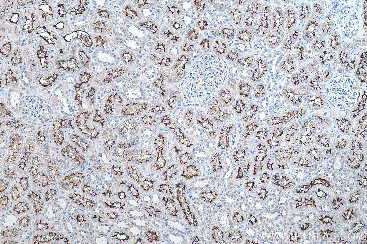 Immunohistochemical analysis of paraffin-embedded human kidney tissue slide using KHC0258 (PCDH24 IHC Kit).
