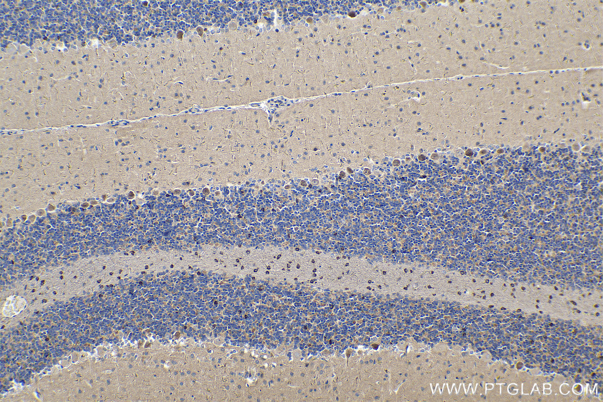 Immunohistochemical analysis of paraffin-embedded rat cerebellum tissue slide using KHC0257 (PCDHA6 IHC Kit).