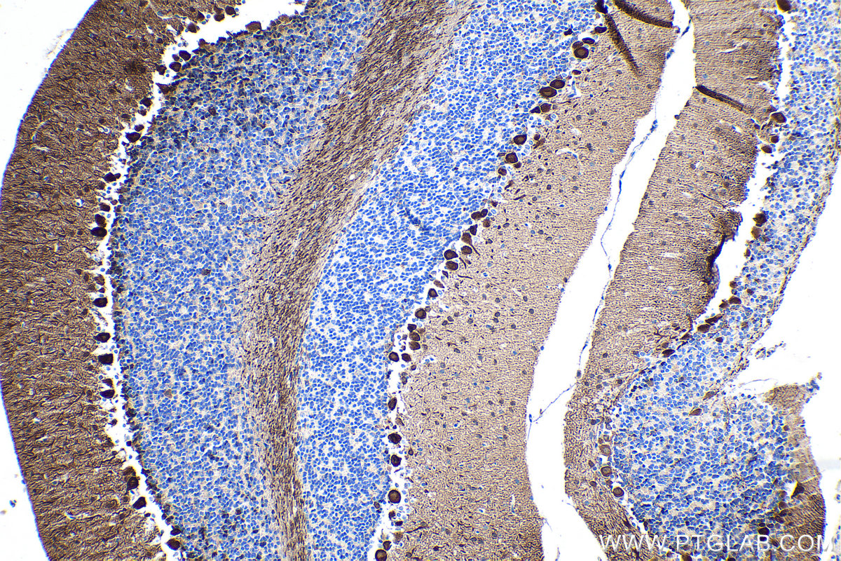 Immunohistochemical analysis of paraffin-embedded mouse cerebellum tissue slide using KHC0212 (PCP4 IHC Kit).