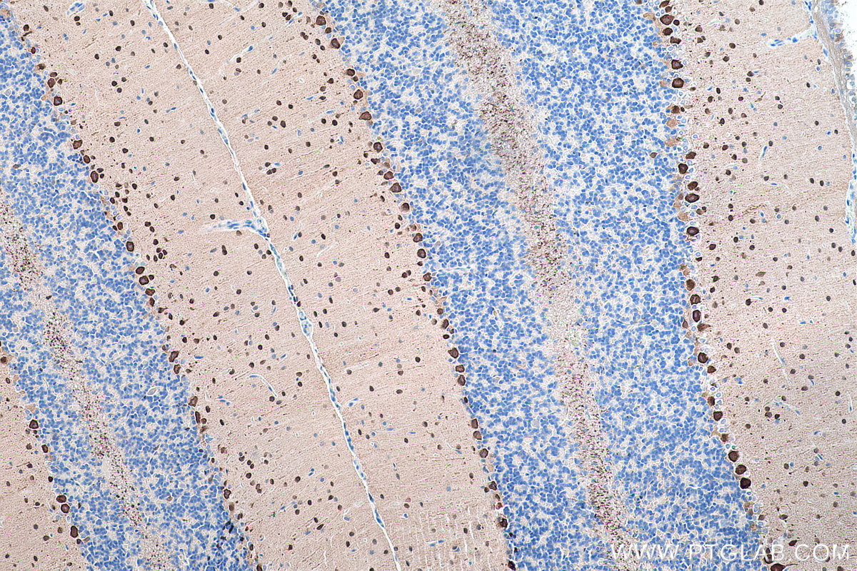 Immunohistochemical analysis of paraffin-embedded rat cerebellum tissue slide using KHC0212 (PCP4 IHC Kit).