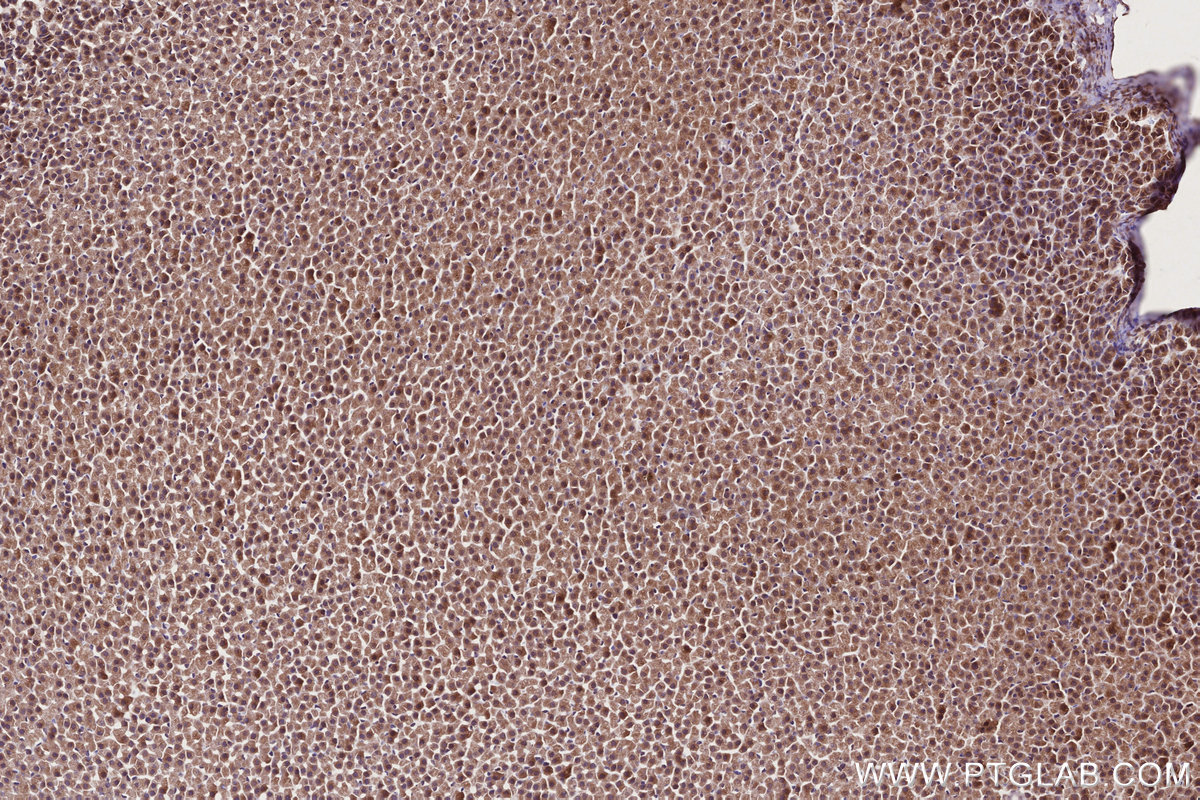 Immunohistochemical analysis of paraffin-embedded rat adrenal gland tissue slide using KHC2756 (PCSK5 IHC Kit).