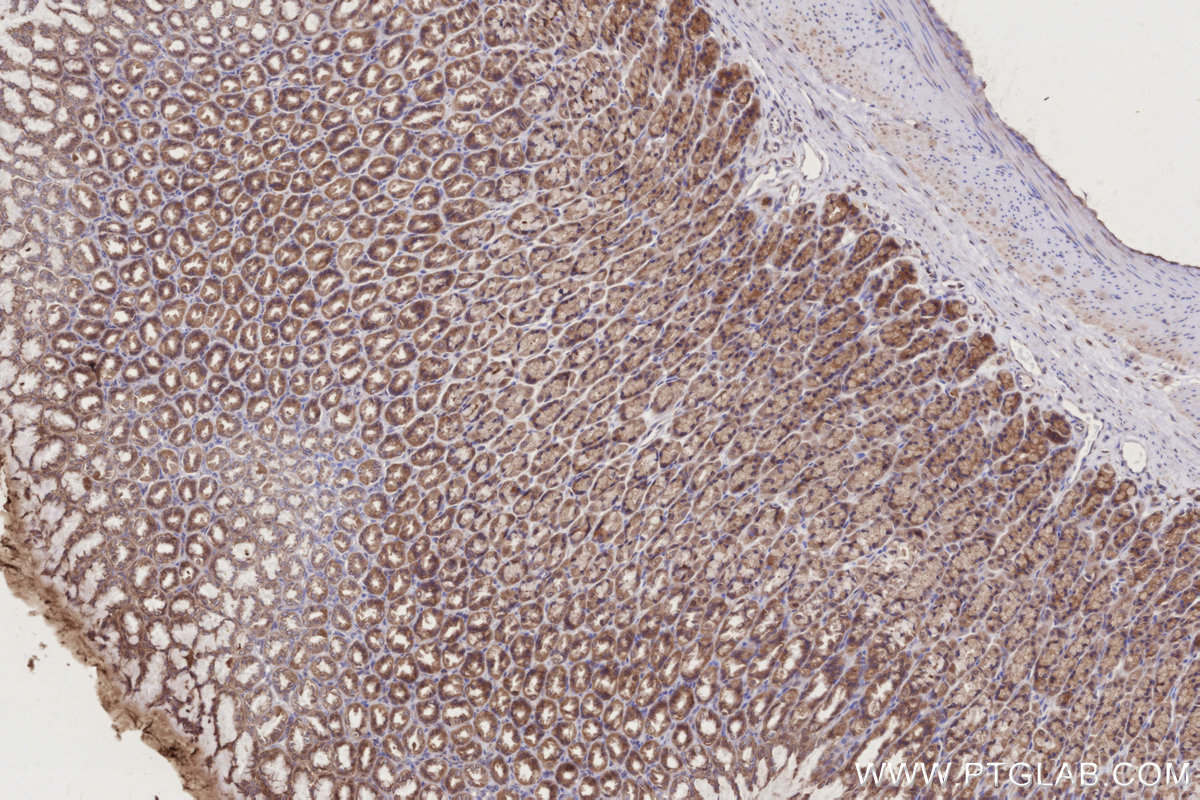 Immunohistochemical analysis of paraffin-embedded rat stomach tissue slide using KHC2756 (PCSK5 IHC Kit).