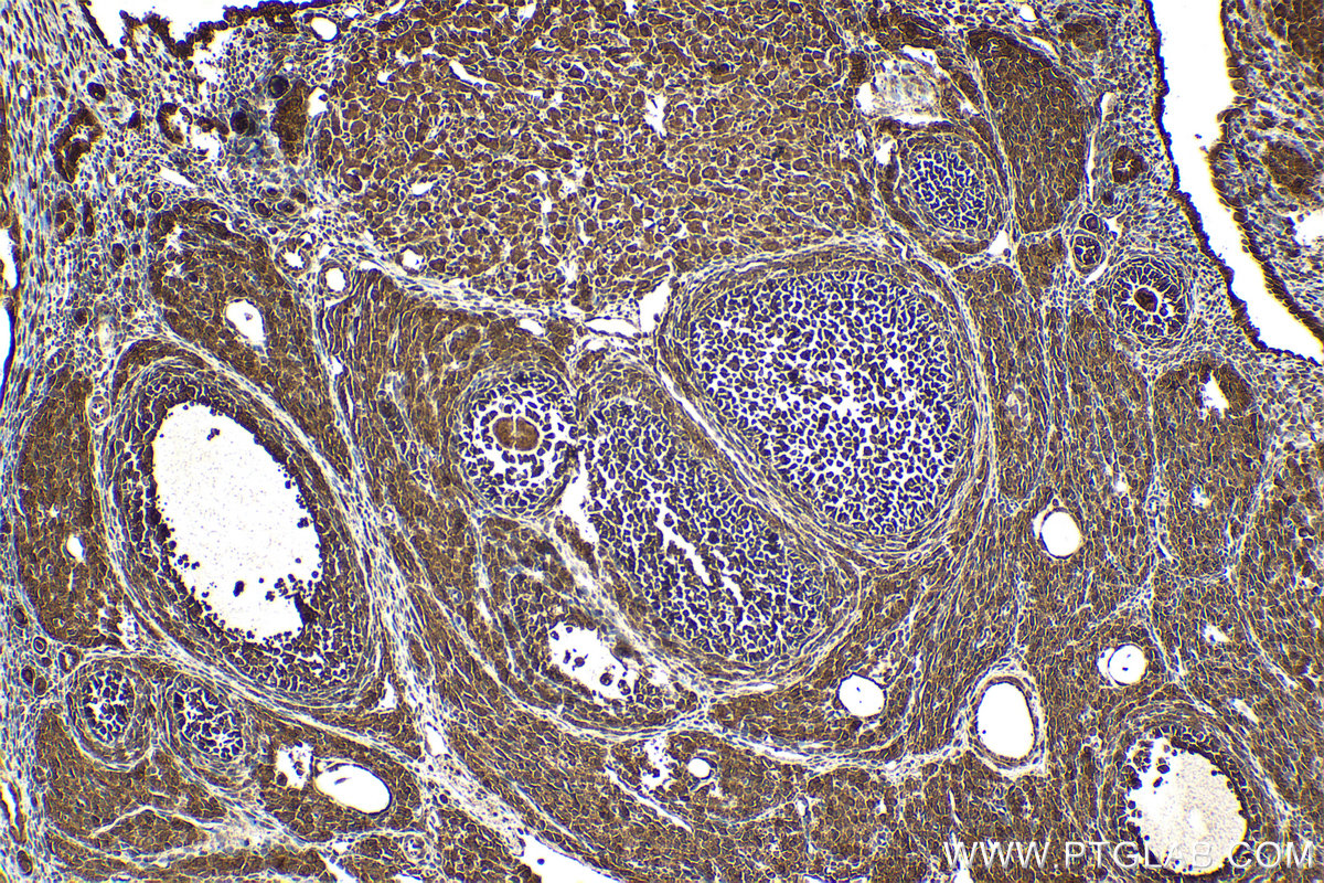 Immunohistochemical analysis of paraffin-embedded rat ovary tissue slide using KHC2101 (PDE8A IHC Kit).